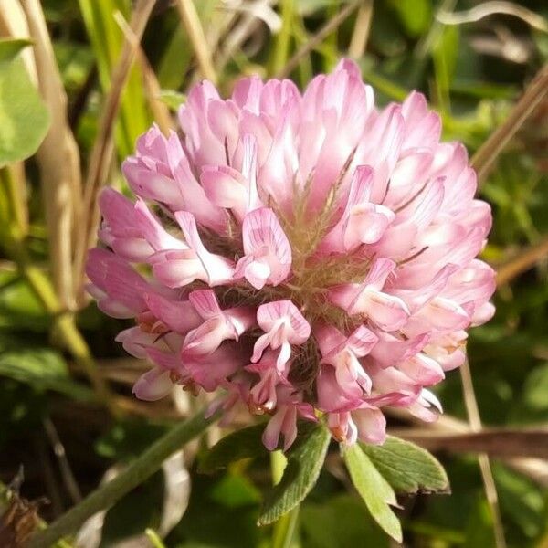Trifolium pratense Blomst