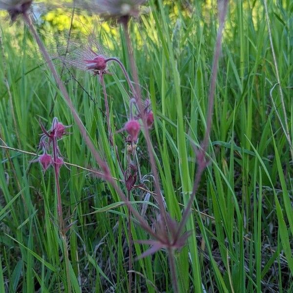 Geum triflorum Leaf