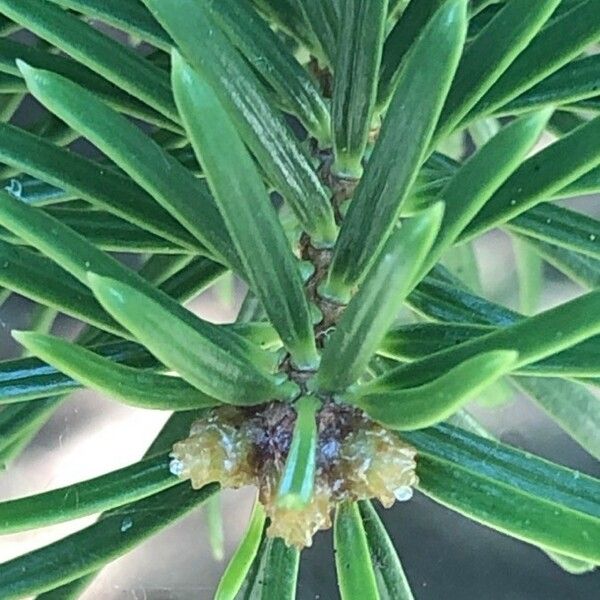 Abies cephalonica Ліст