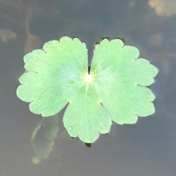 Hydrocotyle ranunculoides Лист