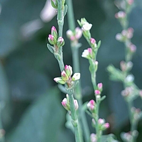 Polygonum bellardii 花