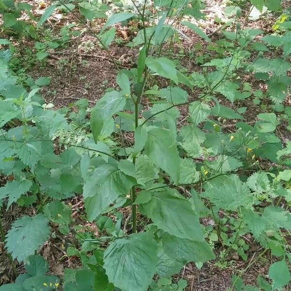 Lapsana communis 整株植物