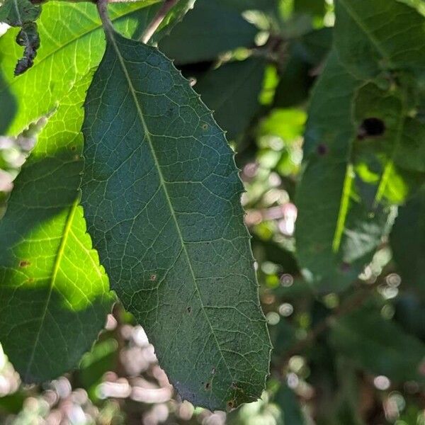 Photinia arbutifolia Лист