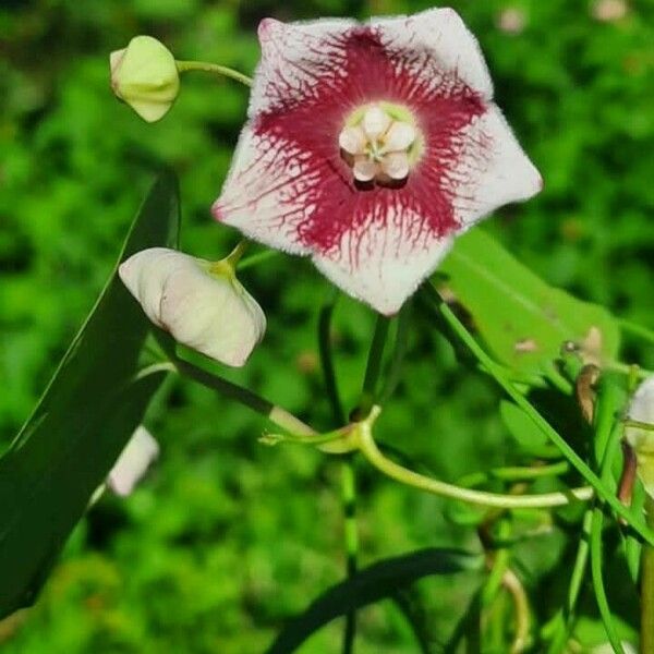 Oxystelma esculentum Flower