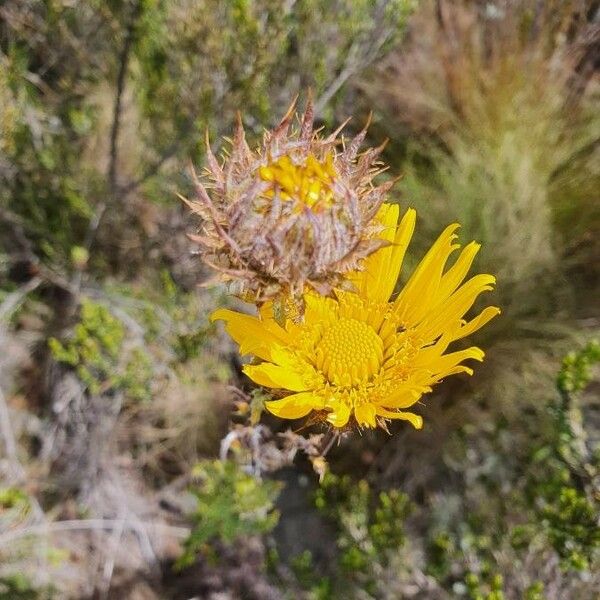 Berkheya spekeana Flower