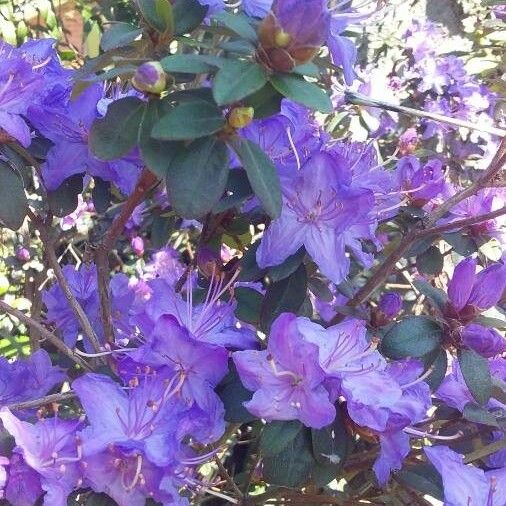 Rhododendron impeditum Blodyn