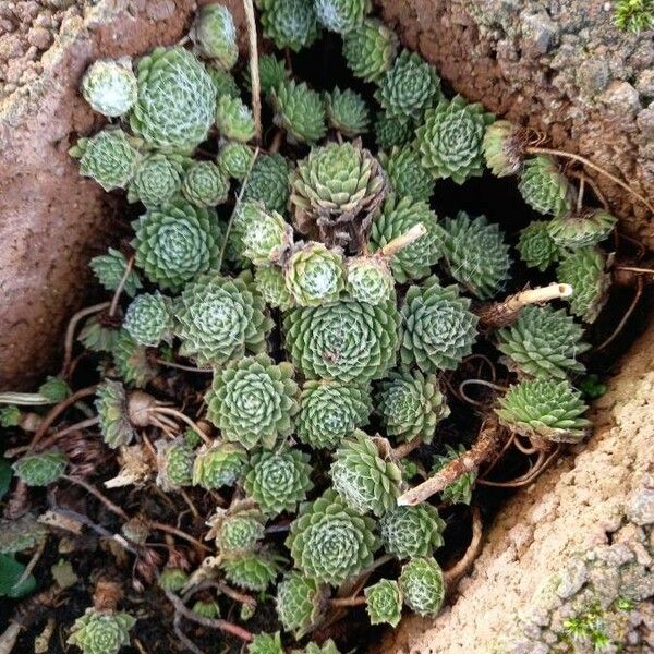 Sempervivum arachnoideum অভ্যাস