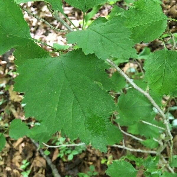 Crataegus submollis Leaf