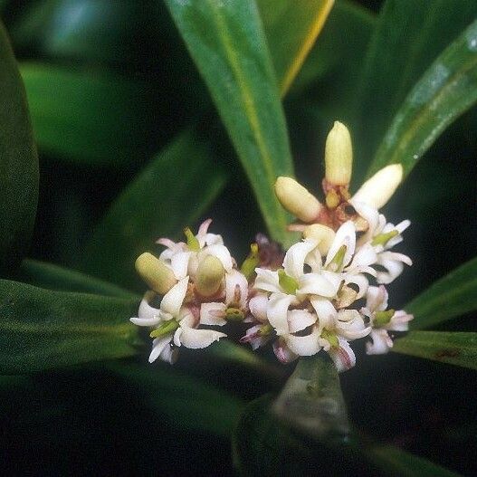 Garnieria spathulifolia Flower