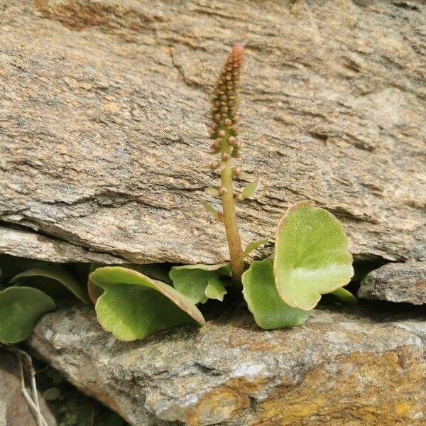 Umbilicus horizontalis Leaf