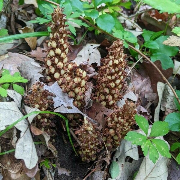 Conopholis americana Habit