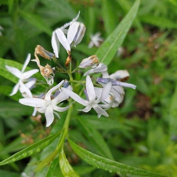 Amsonia tabernaemontana Blüte