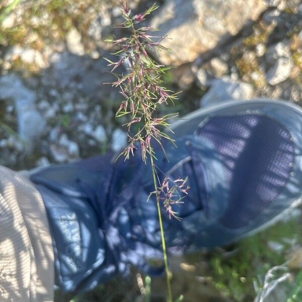 Poa bulbosa Цвят