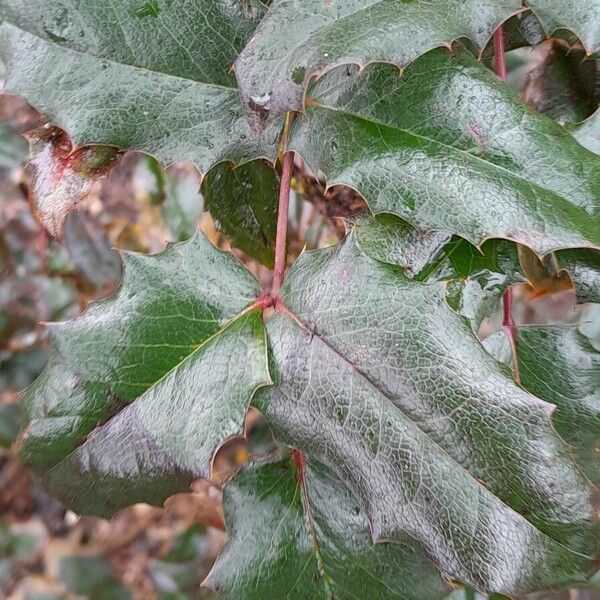 Berberis aquifolium Leaf