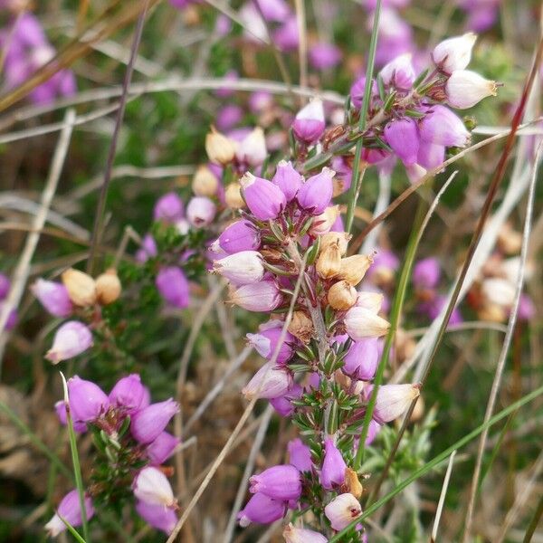 Erica cinerea Floare