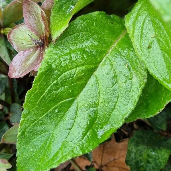 Pentaglottis sempervirens Leaf