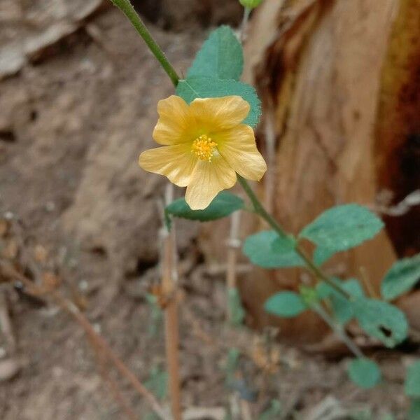 Sida rhombifolia Flower