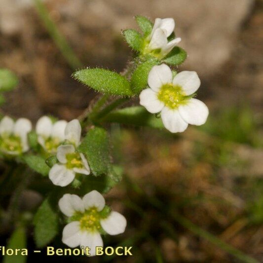 Saxifraga adscendens Annet