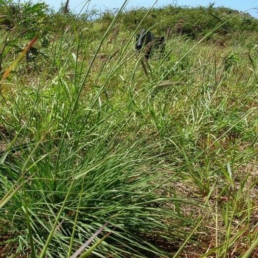 Eragrostis curvula Vekstform