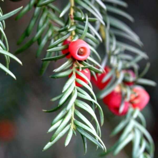 Taxus baccata Frukto