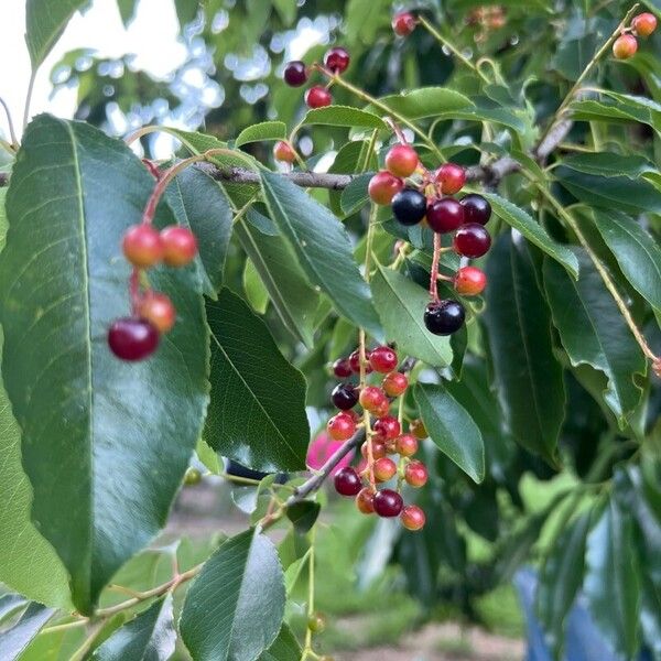 Prunus serotina Fruit