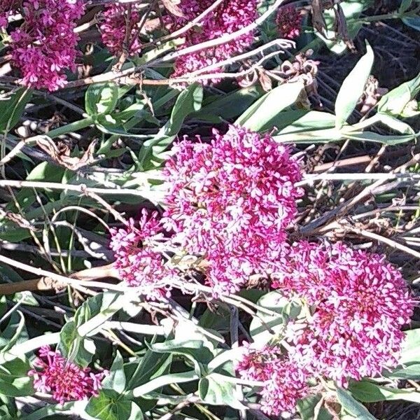 Centranthus lecoqii Blomst