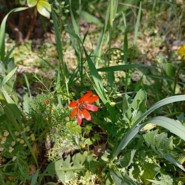 Adonis flammea Flower