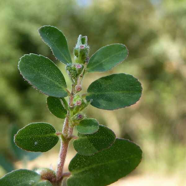 Euphorbia prostrata Bark