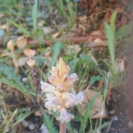 Orobanche picridis फूल