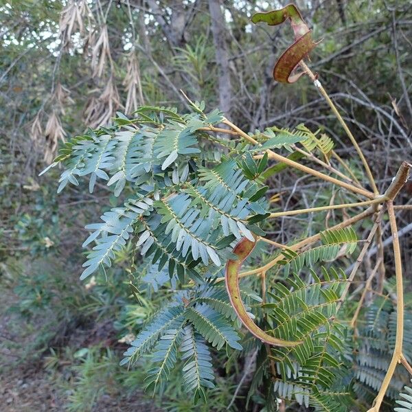 Archidendropsis macradenia 整株植物