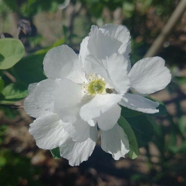 Exochorda racemosa Blüte