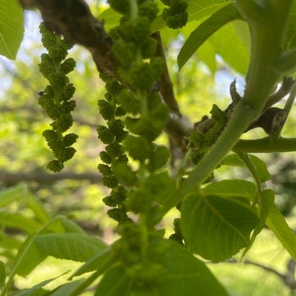 Juglans californica Фрукт