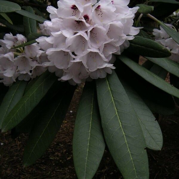 Rhododendron coriaceum 花