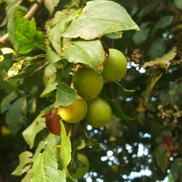 Prunus domestica Плід