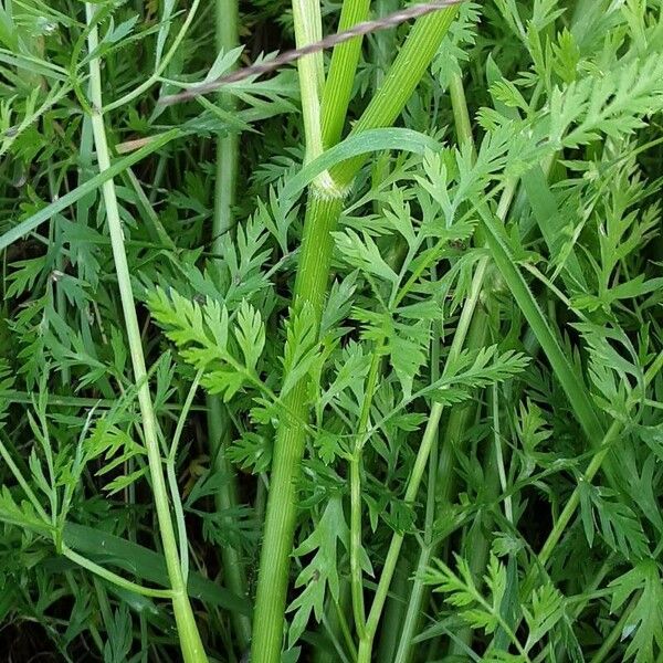 Ammi majus বাকল