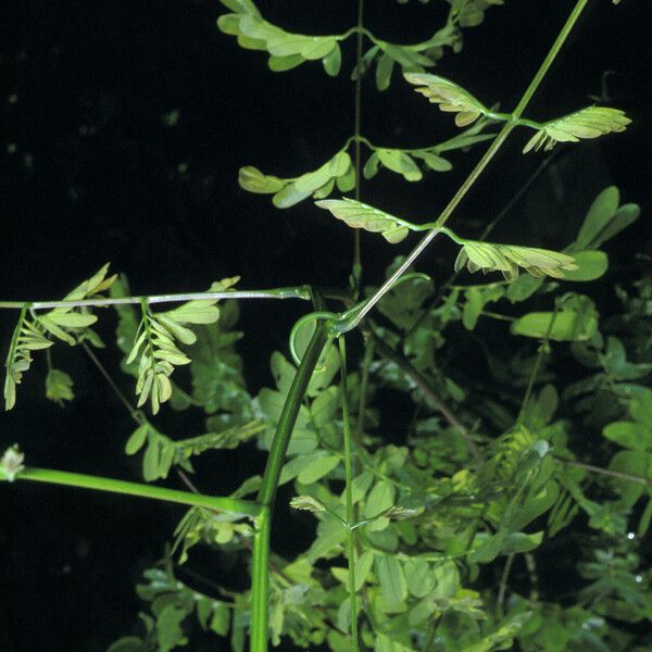 Entada polystachya Habit