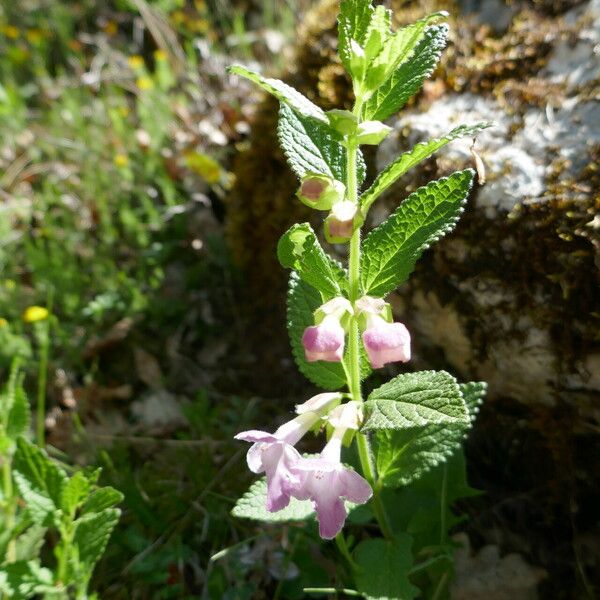 Melittis melissophyllum Агульны выгляд