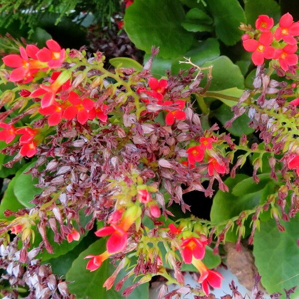 Kalanchoe crenata Flower