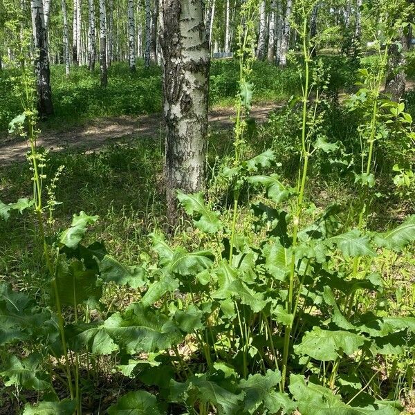 Rumex confertus Vekstform