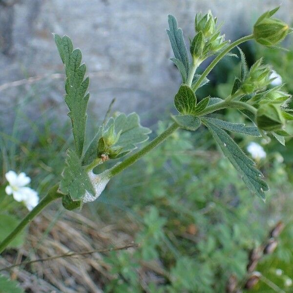 Potentilla grandiflora Habit