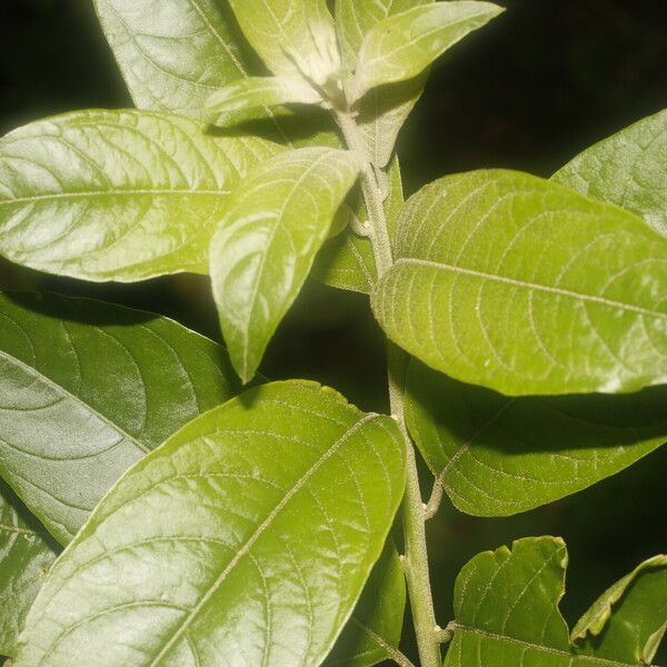 Cestrum reflexum Leaf