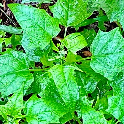 Chenopodiastrum hybridum Feuille