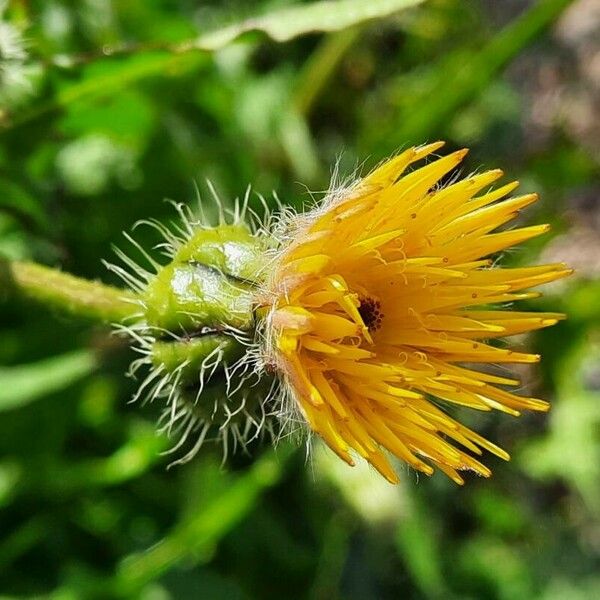 Urospermum picroides Flower