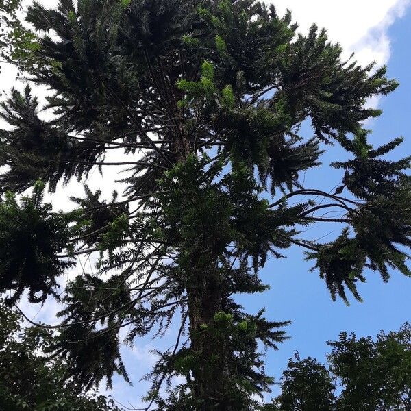 Araucaria hunsteinii Hábitos