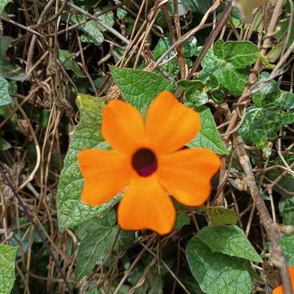 Thunbergia alata Lorea