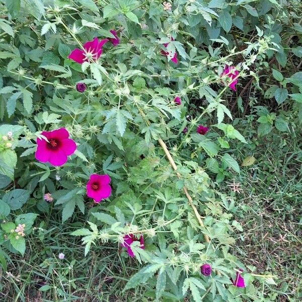 Hibiscus cannabinus Habit