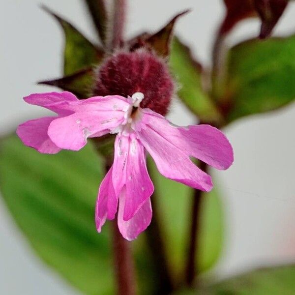 Silene pendula Autre