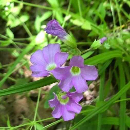 Oxalis violacea Цветок