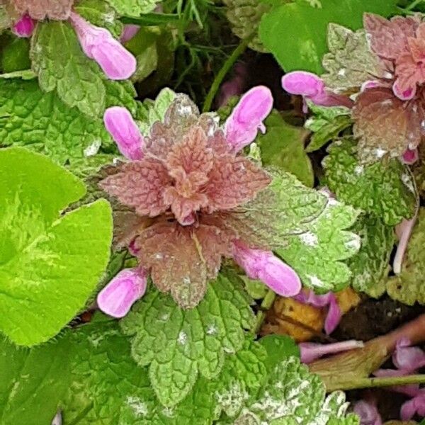 Lamium hybridum Цвят