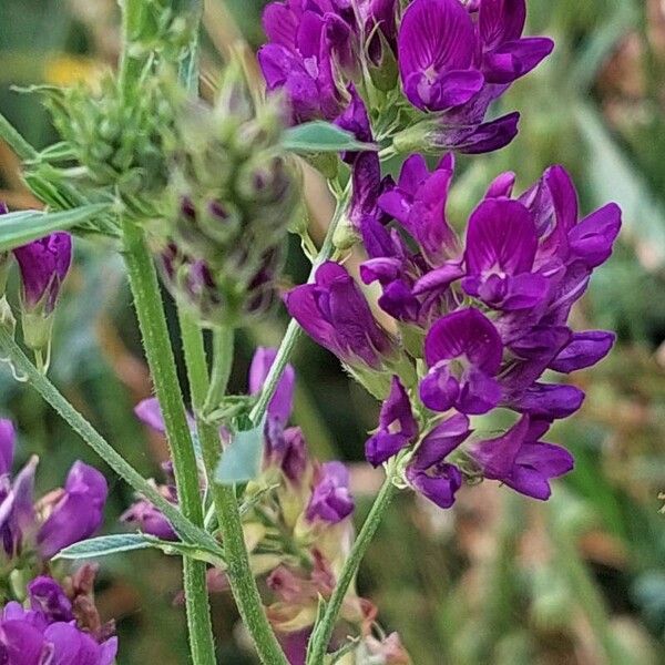 Medicago sativa പുഷ്പം